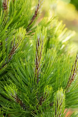 Pinus heldreichii 'Compact Gem' (Japanse witte den 'Compact Gem') - afbeelding 13