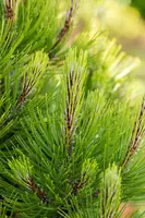 Pinus heldreichii 'Compact Gem' (Japanse witte den 'Compact Gem') - afbeelding 13