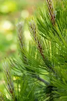 Pinus heldreichii 'Compact Gem' (Japanse witte den 'Compact Gem') - afbeelding 15