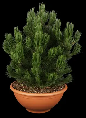 Pinus heldreichii 'Compact Gem' (Japanse witte den 'Compact Gem') - afbeelding 1