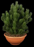 Pinus heldreichii 'Compact Gem' (Japanse witte den 'Compact Gem') - afbeelding 1