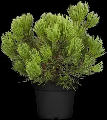 Pinus heldreichii 'Compact Gem' (Japanse witte den 'Compact Gem') - afbeelding 8