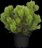 Pinus heldreichii 'Compact Gem' (Japanse witte den 'Compact Gem') - afbeelding 8