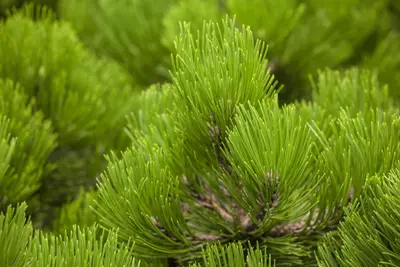 Pinus heldreichii 'Compact Gem' (Japanse witte den 'Compact Gem') - afbeelding 4