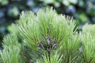 Pinus heldreichii 'Compact Gem' (Japanse witte den 'Compact Gem') - afbeelding 6