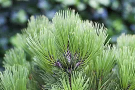 Pinus heldreichii 'Compact Gem' (Japanse witte den 'Compact Gem') - afbeelding 6
