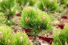 Pinus heldreichii 'Compact Gem' (Japanse witte den 'Compact Gem') - afbeelding 9