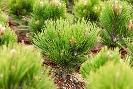 Pinus heldreichii 'Compact Gem' (Japanse witte den 'Compact Gem') - afbeelding 11