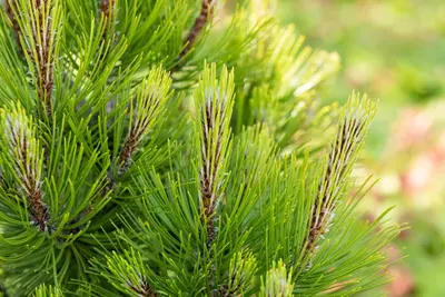 Pinus heldreichii 'Compact Gem' (Japanse witte den 'Compact Gem') - afbeelding 12