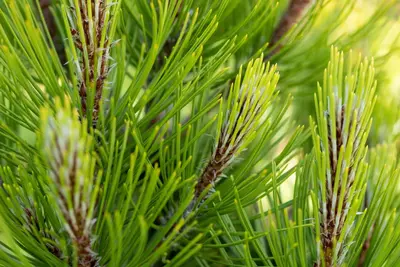 Pinus heldreichii 'Compact Gem' (Japanse witte den 'Compact Gem') - afbeelding 14