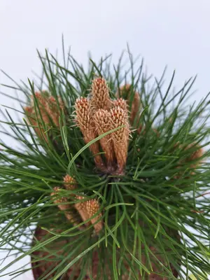 Pinus nigra 'marie bregeon' p21 h25 - afbeelding 2