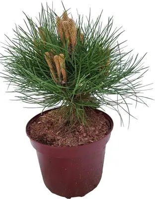 Pinus nigra 'marie bregeon' p21 h25 - afbeelding 1