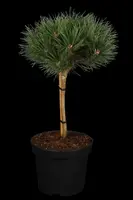 Pinus nigra 'Pierrick Brégeon' (Pijnboom 'Pierrick Brégeon') - afbeelding 1