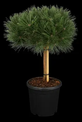 Pinus nigra 'Pierrick Brégeon' (Pijnboom 'Pierrick Brégeon') - afbeelding 2