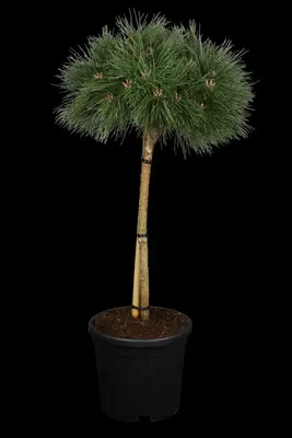 Pinus nigra 'Pierrick Brégeon' (Pijnboom 'Pierrick Brégeon') - afbeelding 3