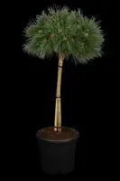 Pinus nigra 'Pierrick Brégeon' (Pijnboom 'Pierrick Brégeon') - afbeelding 3