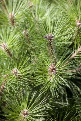 Pinus nigra 'Pierrick Brégeon' (Pijnboom 'Pierrick Brégeon') - afbeelding 6