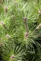 Pinus nigra 'Pierrick Brégeon' (Pijnboom 'Pierrick Brégeon') - afbeelding 6