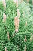 Pinus nigra 'Pierrick Brégeon' (Pijnboom 'Pierrick Brégeon') - afbeelding 9