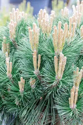 Pinus nigra 'Pierrick Brégeon' (Pijnboom 'Pierrick Brégeon') - afbeelding 11
