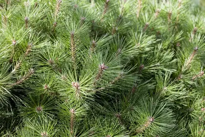Pinus nigra 'Pierrick Brégeon' (Pijnboom 'Pierrick Brégeon') - afbeelding 5