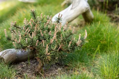 Pinus nigra 'Pierrick Brégeon' (Pijnboom 'Pierrick Brégeon') - afbeelding 7
