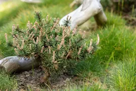 Pinus nigra 'Pierrick Brégeon' (Pijnboom 'Pierrick Brégeon') - afbeelding 7
