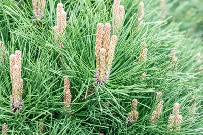 Pinus nigra 'Pierrick Brégeon' (Pijnboom 'Pierrick Brégeon') - afbeelding 8