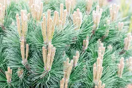 Pinus nigra 'Pierrick Brégeon' (Pijnboom 'Pierrick Brégeon') - afbeelding 10