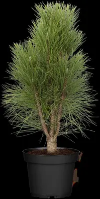 Pinus nigra (Zwarte den) - afbeelding 3