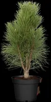 Pinus nigra (Zwarte den) - afbeelding 3