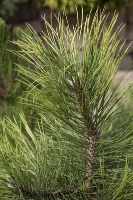 Pinus nigra (Zwarte den) - afbeelding 2