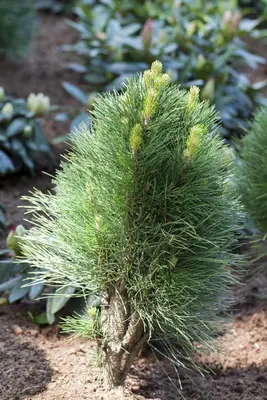 Pinus nigra (Zwarte den) - afbeelding 4