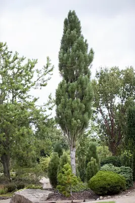 Pinus nigra (Zwarte den) - afbeelding 9