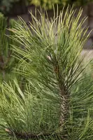 Pinus nigra (Zwarte den) - afbeelding 2
