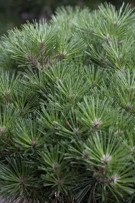 Pinus nigra (Zwarte den) - afbeelding 1