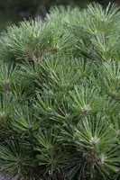 Pinus nigra (Zwarte den) - afbeelding 1