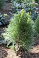 Pinus nigra (Zwarte den) - afbeelding 4