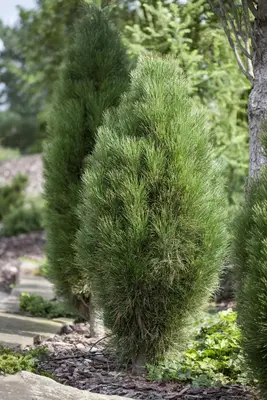 Pinus nigra (Zwarte den) - afbeelding 5