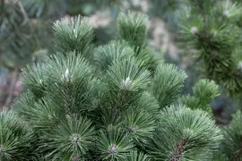 Pinus nigra (Zwarte den) - afbeelding 6