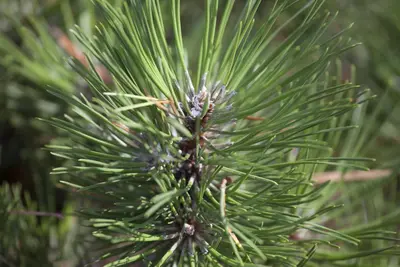 Pinus nigra (Zwarte den) - afbeelding 7