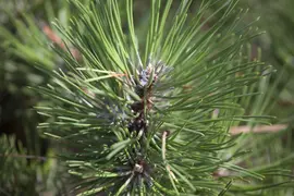 Pinus nigra (Zwarte den) - afbeelding 7