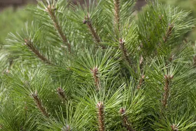 Pinus nigra (Zwarte den) - afbeelding 10