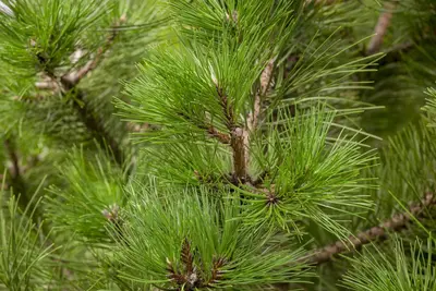 Pinus nigra (Zwarte den) - afbeelding 11