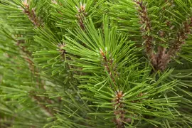 Pinus nigra (Zwarte den) - afbeelding 8