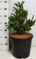Pinus parviflora 'Negishi' (Japanse witte den) 70cm - afbeelding 2