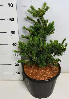 Pinus parviflora 'Negishi' (Japanse witte den) 70cm - afbeelding 3