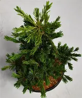 Pinus parviflora 'Negishi' (Japanse witte den) 70cm - afbeelding 4