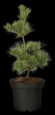 Pinus parviflora 'Negishi' (Japanse witte den 'Negishi') - afbeelding 8
