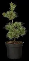 Pinus parviflora 'Negishi' (Japanse witte den 'Negishi') - afbeelding 8